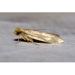 Phéromone pour mites des...
