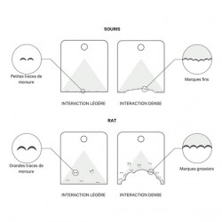 Traces de morsures rate et souris