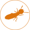 Termites