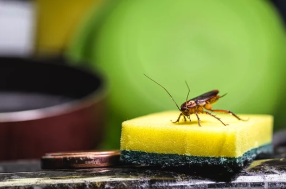 Blattes sur une éponge dans une cuisine