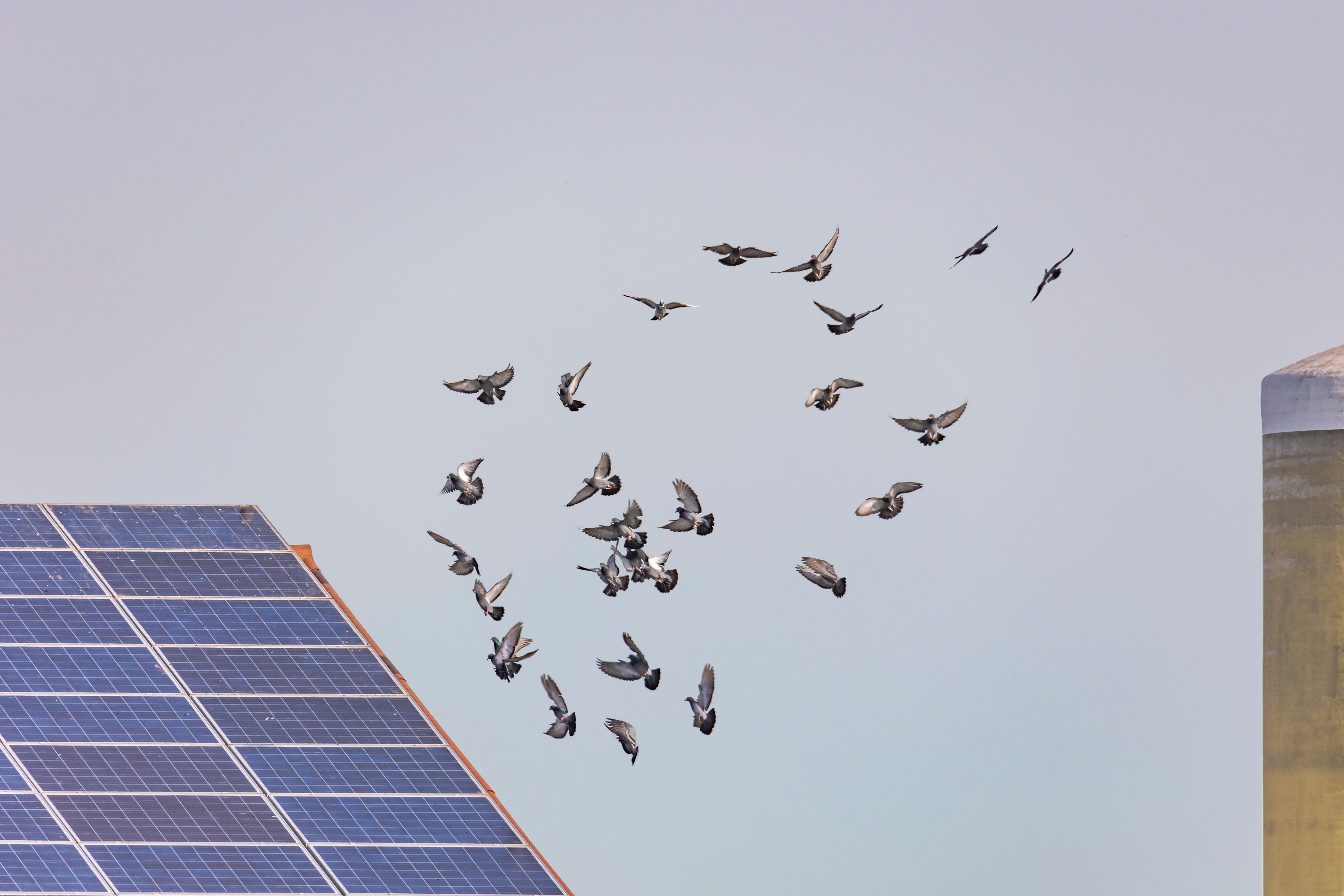 Effaroucheur pigeons professionnel 