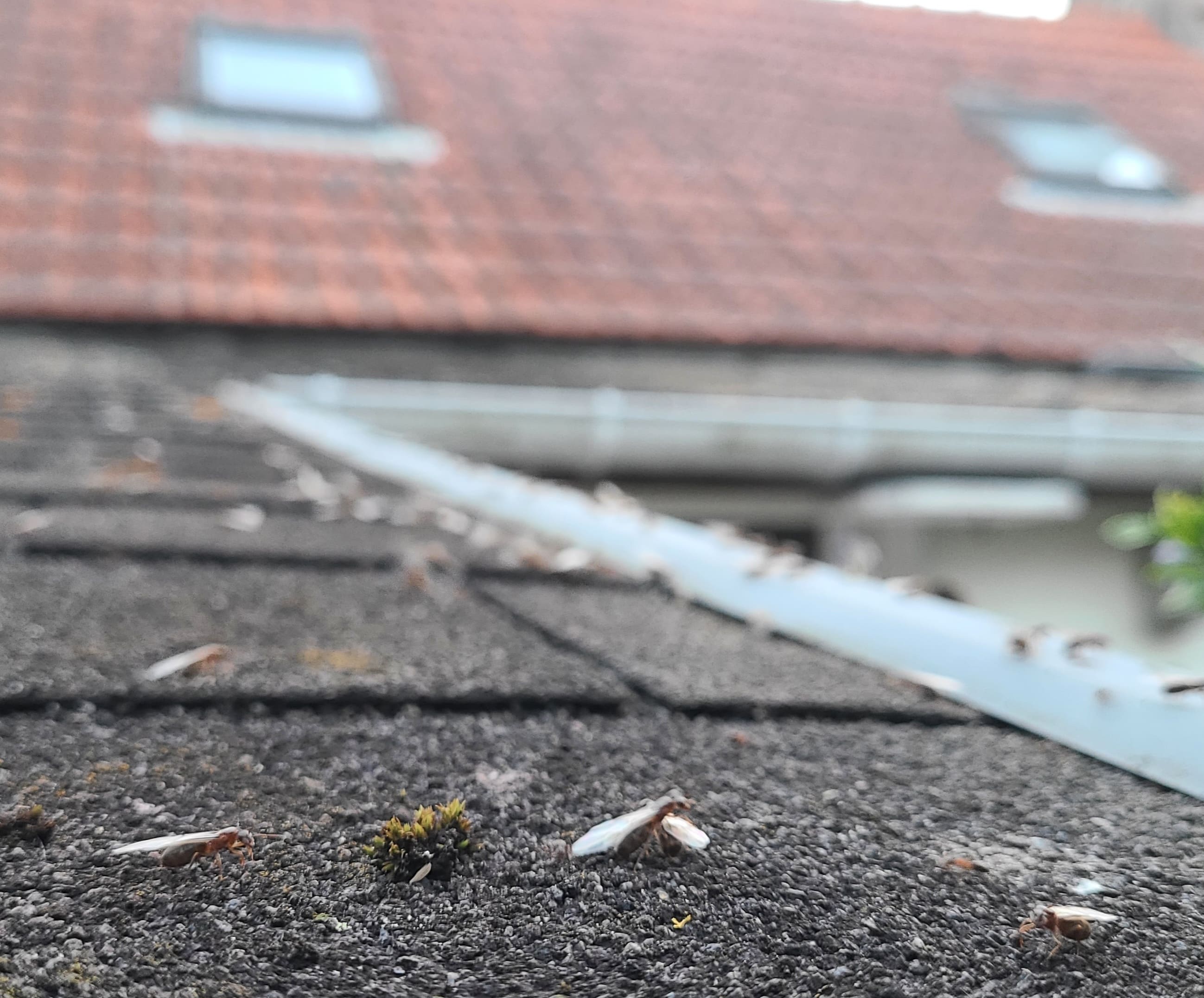 Fourmis volantes sur toit 