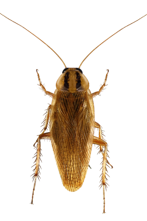 Blatella germanica