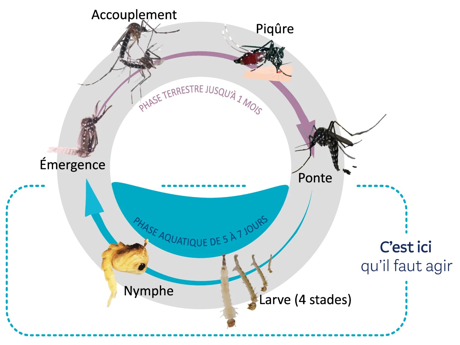 Cycle de vie du moustique