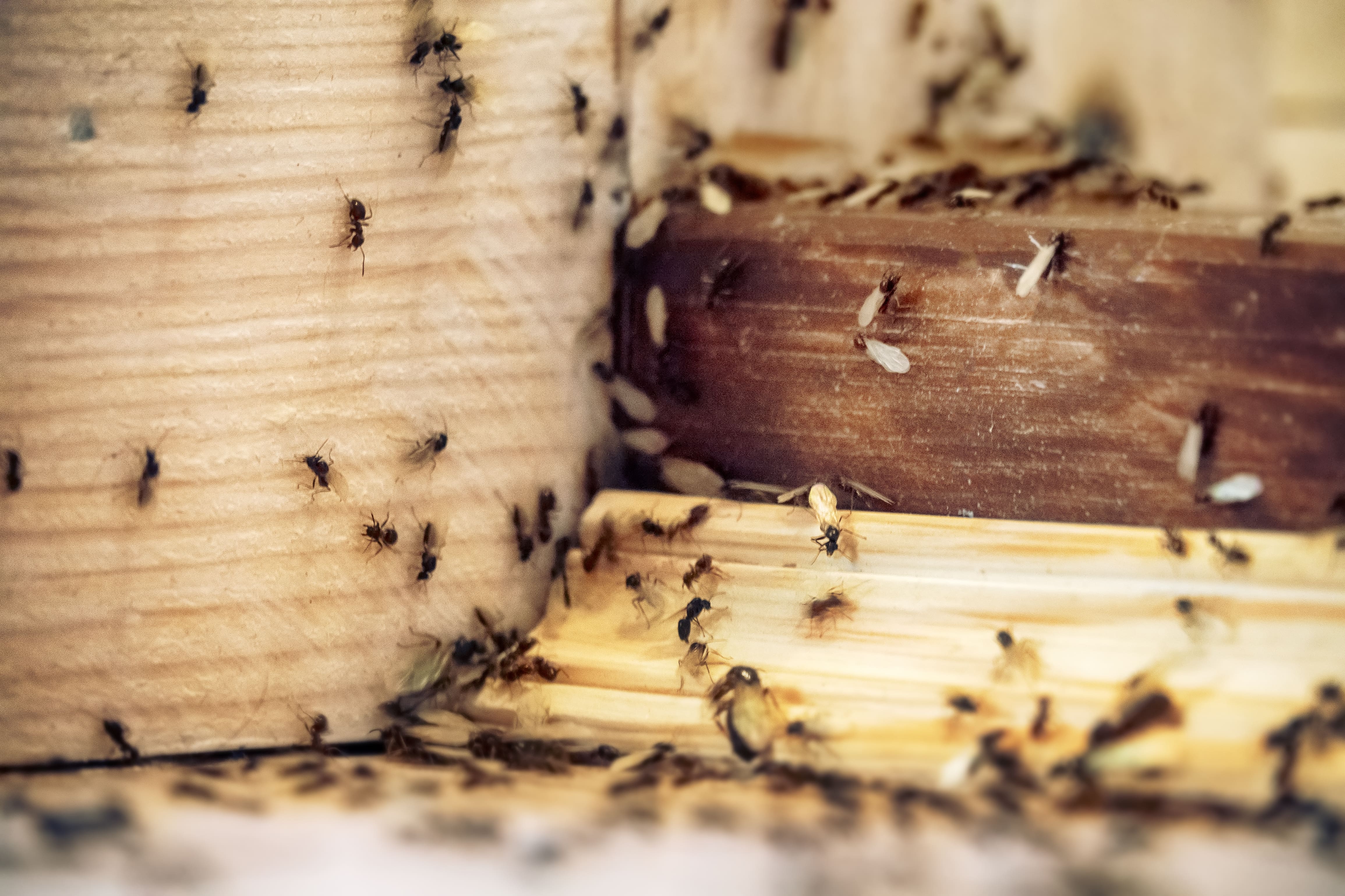Les fourmis volantes annoncent la présence d'un nid 