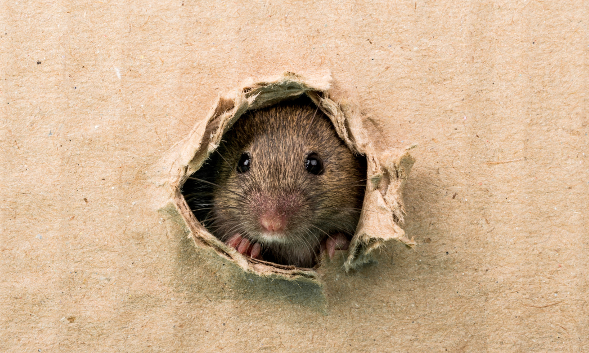 Souris dans le placo solution