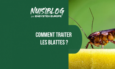 Traitement blattes : le guide complet