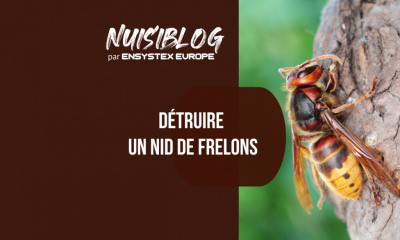 Détruire un nid de frelons de manière professionnelle