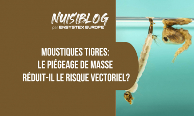 Piège à moustique tigre extérieur : efficace pour la lutte antivectorielle ?
