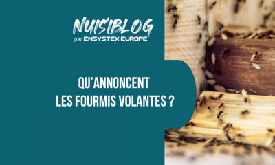 Qu’annoncent les fourmis volantes ?