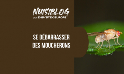 Piège à moucheron : quelle solution pour un contrôle durable des infestations ?