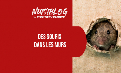 Souris dans le placo : quelle solution pour s’en débarrasser
