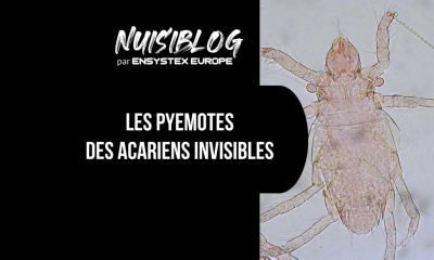 Pyemotes : comprendre, identifier et traiter cet acarien invisible