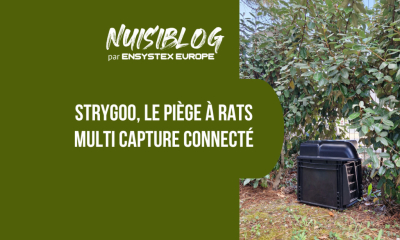 Strygoo : le piège à rats connecté qui donne enfin des résultats (des vrais!)