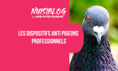 Dispositif anti pigeon : tour d’horizon