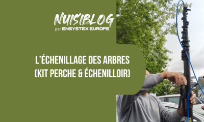 L’échenillage des arbres