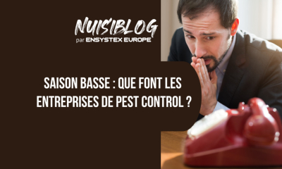 Saison basse : que font les entreprises de lutte antiparasitaire ?