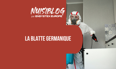 Blatte germanique : des solutions professionnelles pour en venir à bout